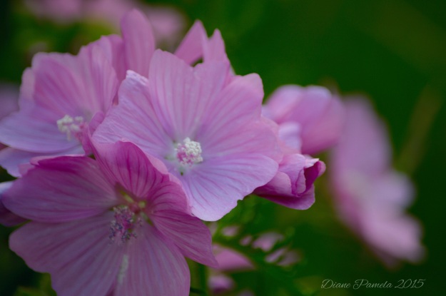 Flowers on the mallow plant, in my mother in law's garden.