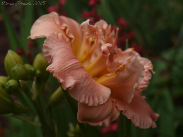 A peach-coloured double daylily, given to me by a lovely friend.  