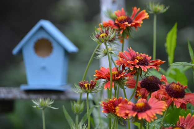Orange blooms on the blanket flower contrast with tiny blue birdhouse.