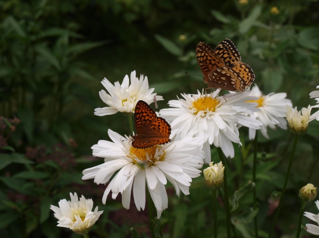 Little butterflies visit the Shasta daisies in my cottage garden.  